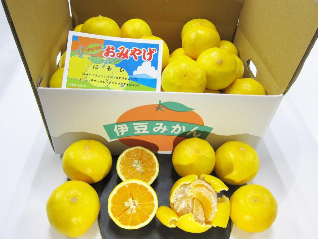 伊豆のみかん/冬のみかん｜伊豆オレンヂセンター