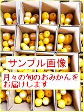旬のみかん定期便ミニ１月～５月号の画像