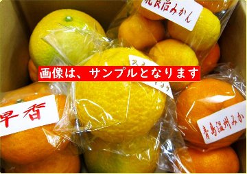 旬のみかん定期便ミニ１月～５月号の画像