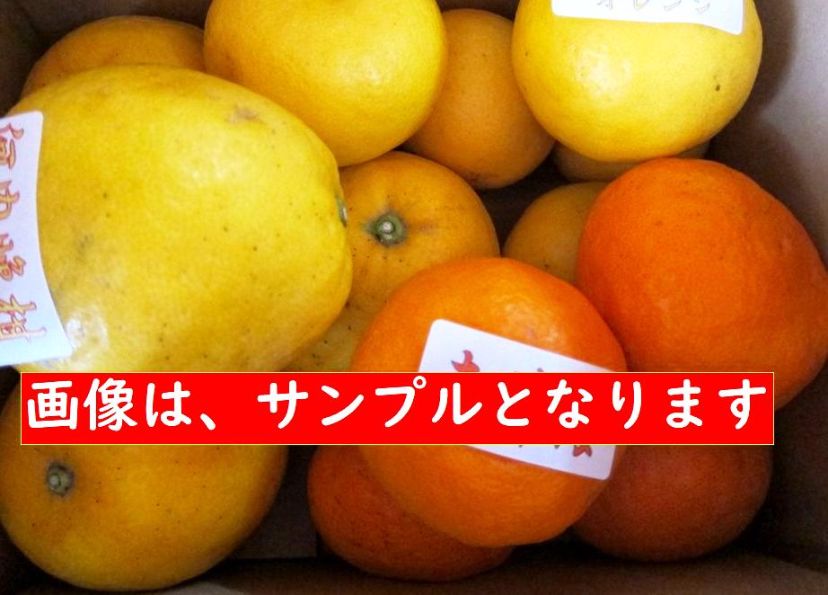 旬のみかん定期便ミニ2月～５月号の画像