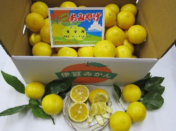 黄金柑5ｋ箱2Lサイズの画像