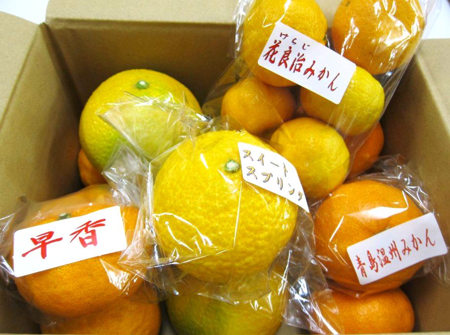 令和8年旬のみかん定期便ミニの画像