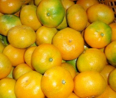 極早生温州みかん(品種：日南）の画像