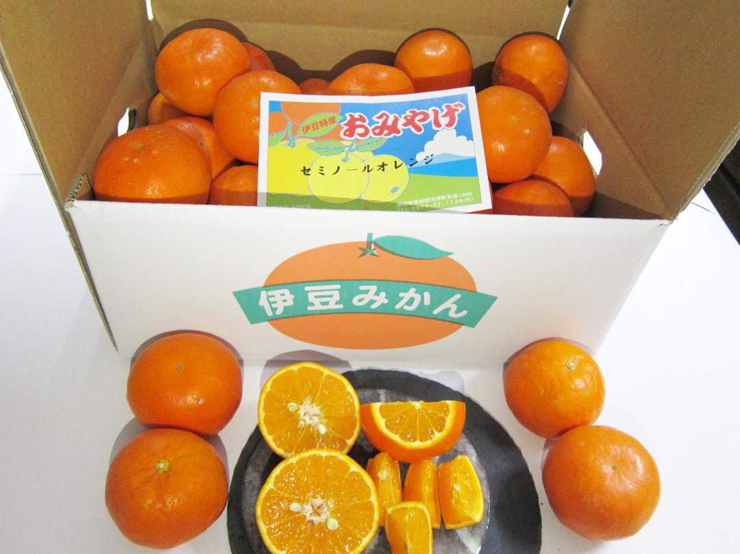 セミノールオレンジ画像