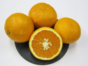 センターオレンジ画像