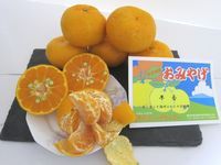 ウルトラ極ドリンク早生温州みかん｜伊豆オレンヂセンター