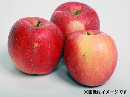 🍎おまかせ飛騨産りんご（樹上で完熟した品種）　自家用少キズお徳用の画像