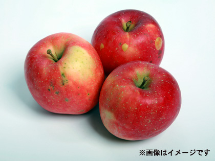 🍎おまかせ飛騨産りんご（樹上で完熟した品種）　ジュースお菓子ジャム用画像