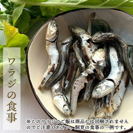 生き餌用】ホソワラジムシ Sサイズ(約5mm以下) 《20%増量中》