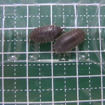 【生き餌用】クマワラジムシ MLサイズ(約5mm以上) 《20%増量中》の画像