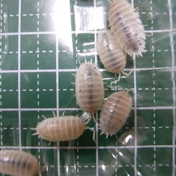 【生き餌】スノーホワイト･クマワラジムシ MLサイズ(約5mm以上)《20%増量中》の画像