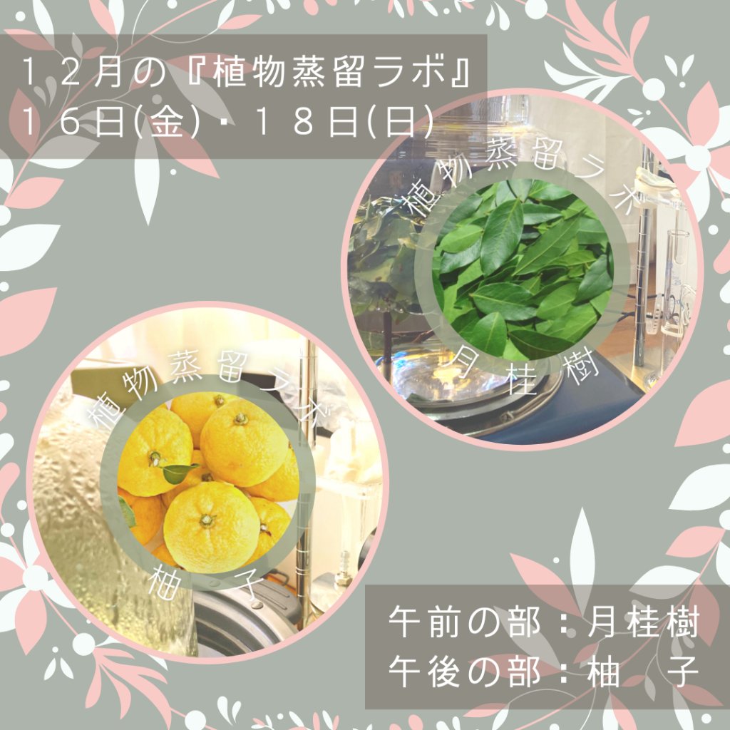 終了【植物蒸留ラボ】２０２２年１２月ワークショップ「月桂樹・柚子」の画像