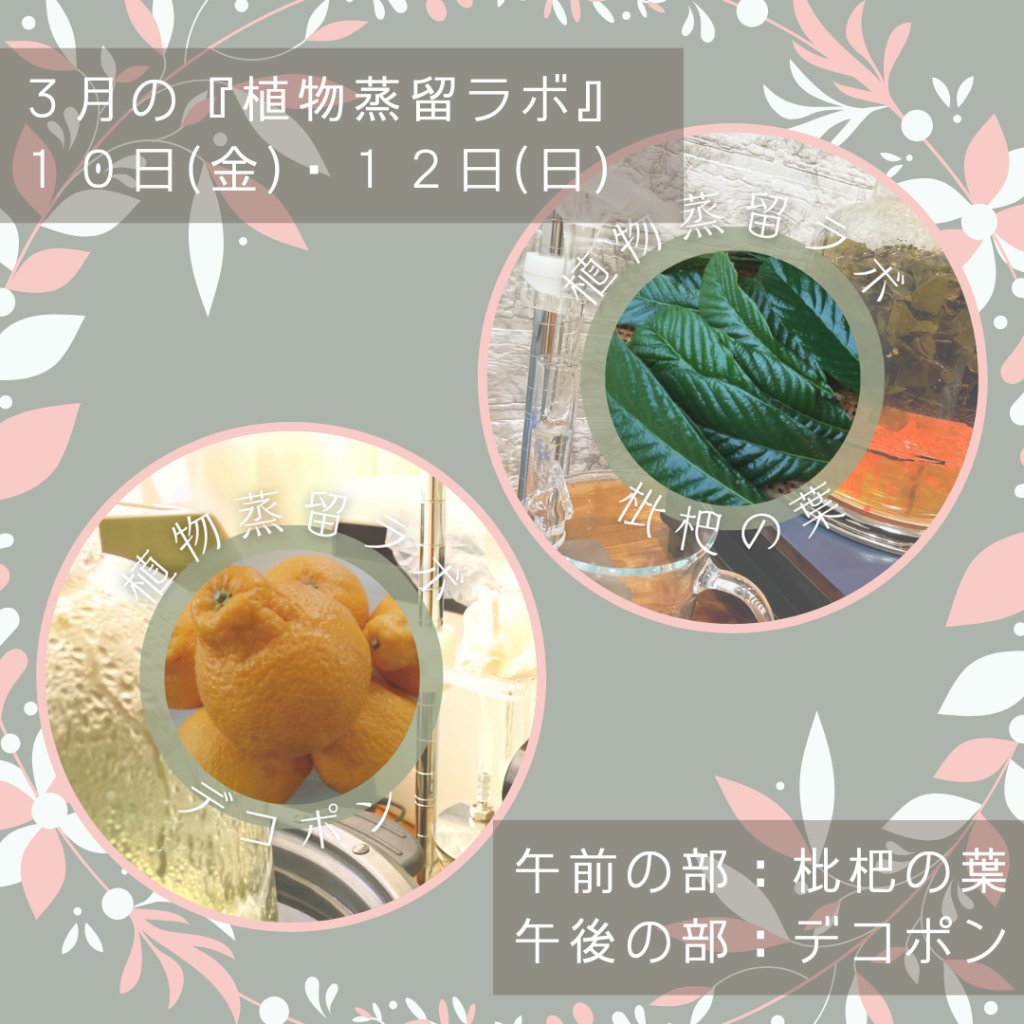 終了【植物蒸留ラボ】２０２３年３月ワークショップ「枇杷の葉・デコポン」の画像
