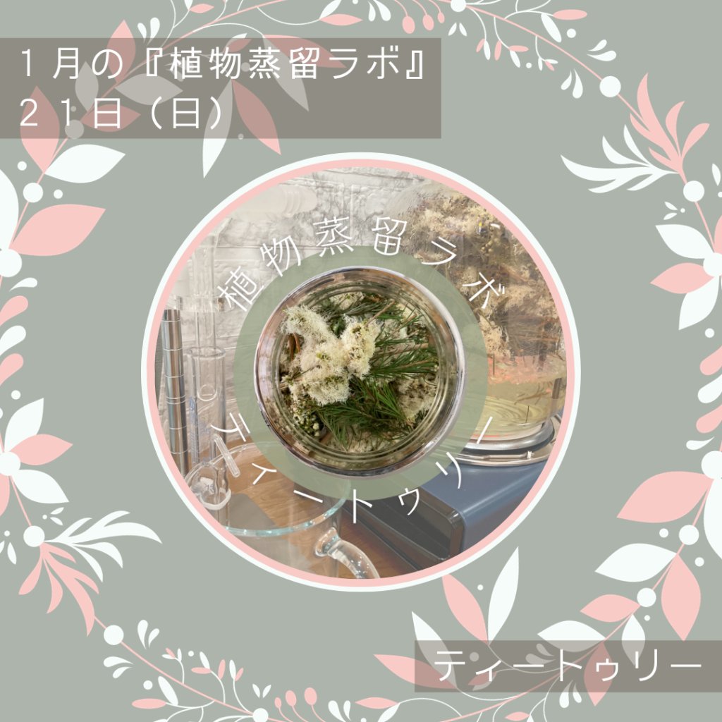終了【植物蒸留ラボ】２０２４年１月ワークショップ「ティートゥリー」の画像