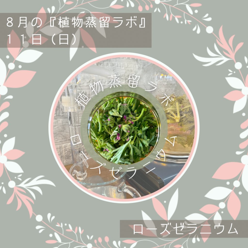 終了【植物蒸留ラボ】２０２４年８月ワークショップ「ローズゼラニウム」の画像
