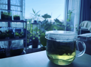 CARA-CARO認定　大阪深江橋教室・メディカルハーブティ講座「ウスベニアオイ＆ラベンダー」の画像