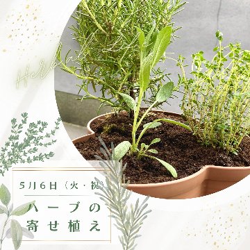 終了【季節の手しごとワークショップ「ハーブの寄せ植え」ランチ付き】２０２５年５月ワークショップの画像