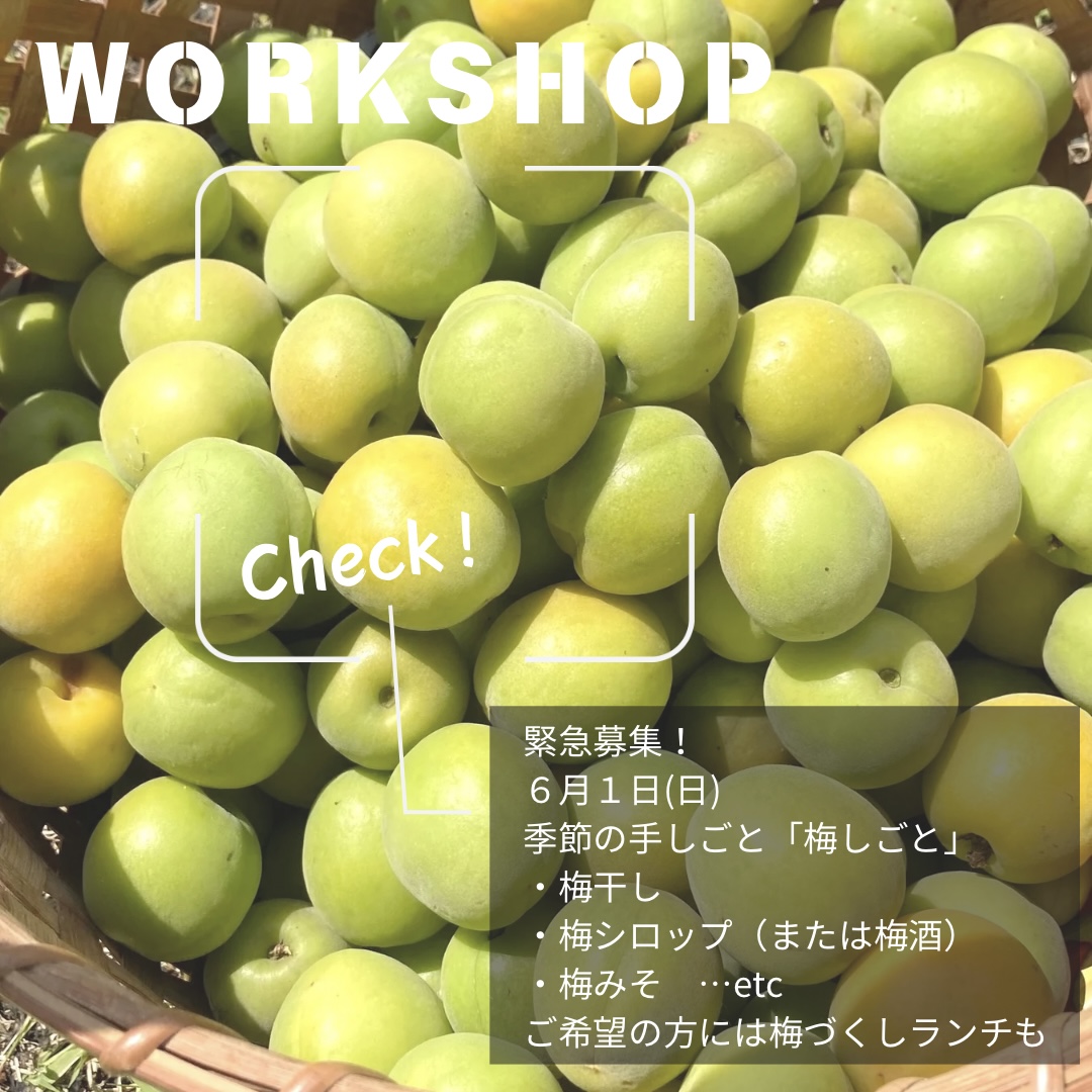 終了【季節の手しごとワークショップ「梅しごと」】２０２５年６月ワークショップの画像