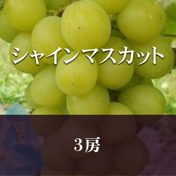 【3房】シャインマスカットの画像