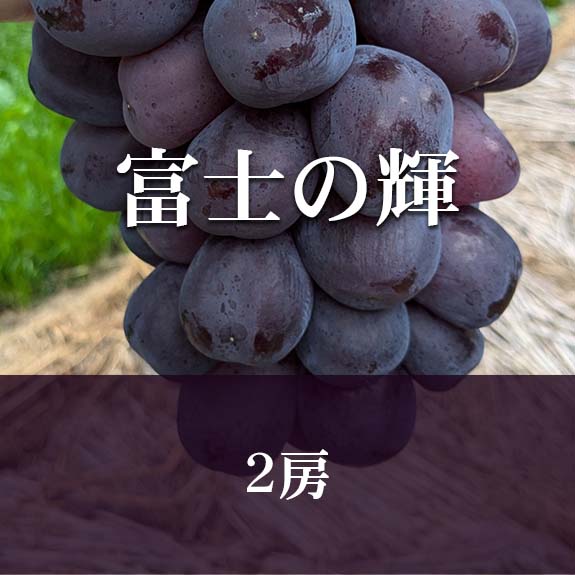 【2房】富士の輝の画像